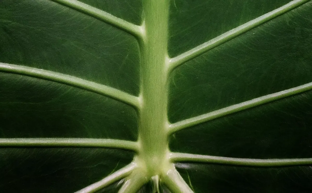 Close-up of a green leaf showing its natural vein structure